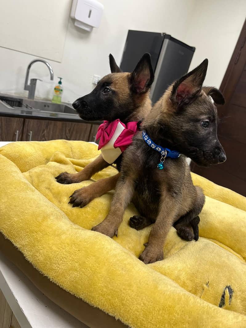 Belgian Malinois Puppy for Sale | Vaccinated with Pet Passport 4