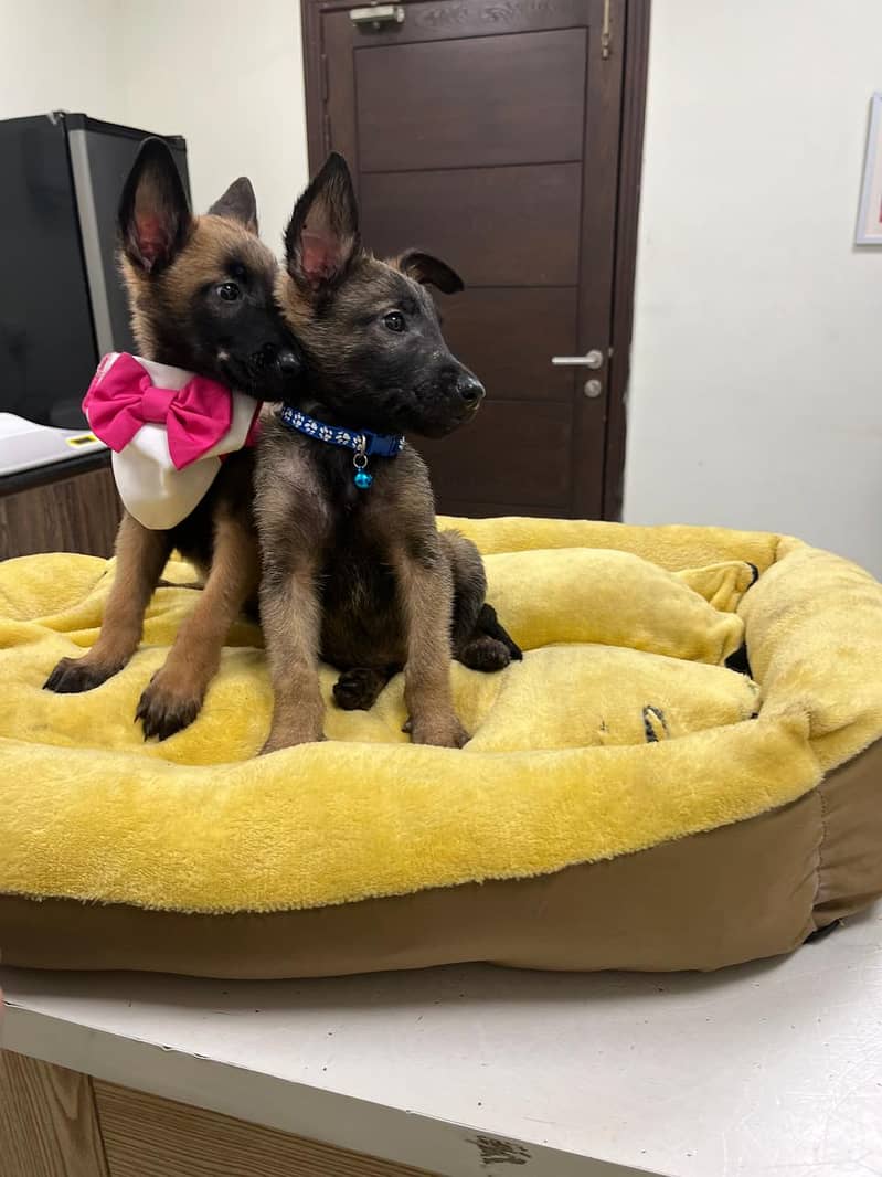 Belgian Malinois Puppy for Sale | Vaccinated with Pet Passport 6