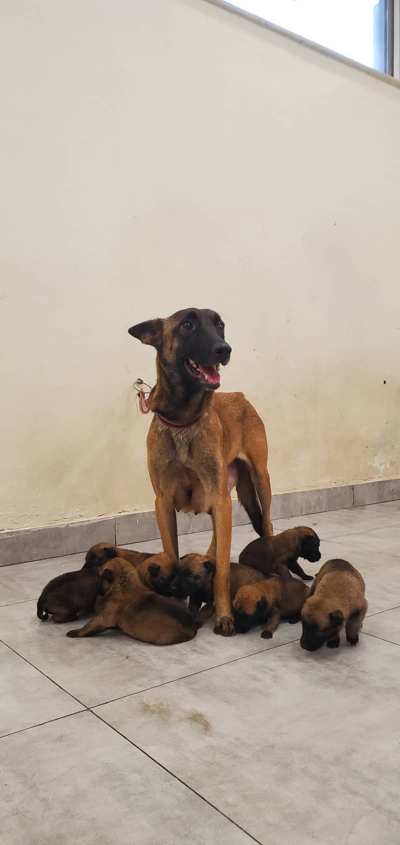 Belgian Malinois Puppy for Sale | Vaccinated with Pet Passport 11