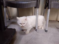 blue eyes white cat available triple code