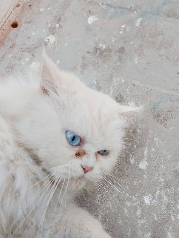 blue eyes white cat available triple code 7