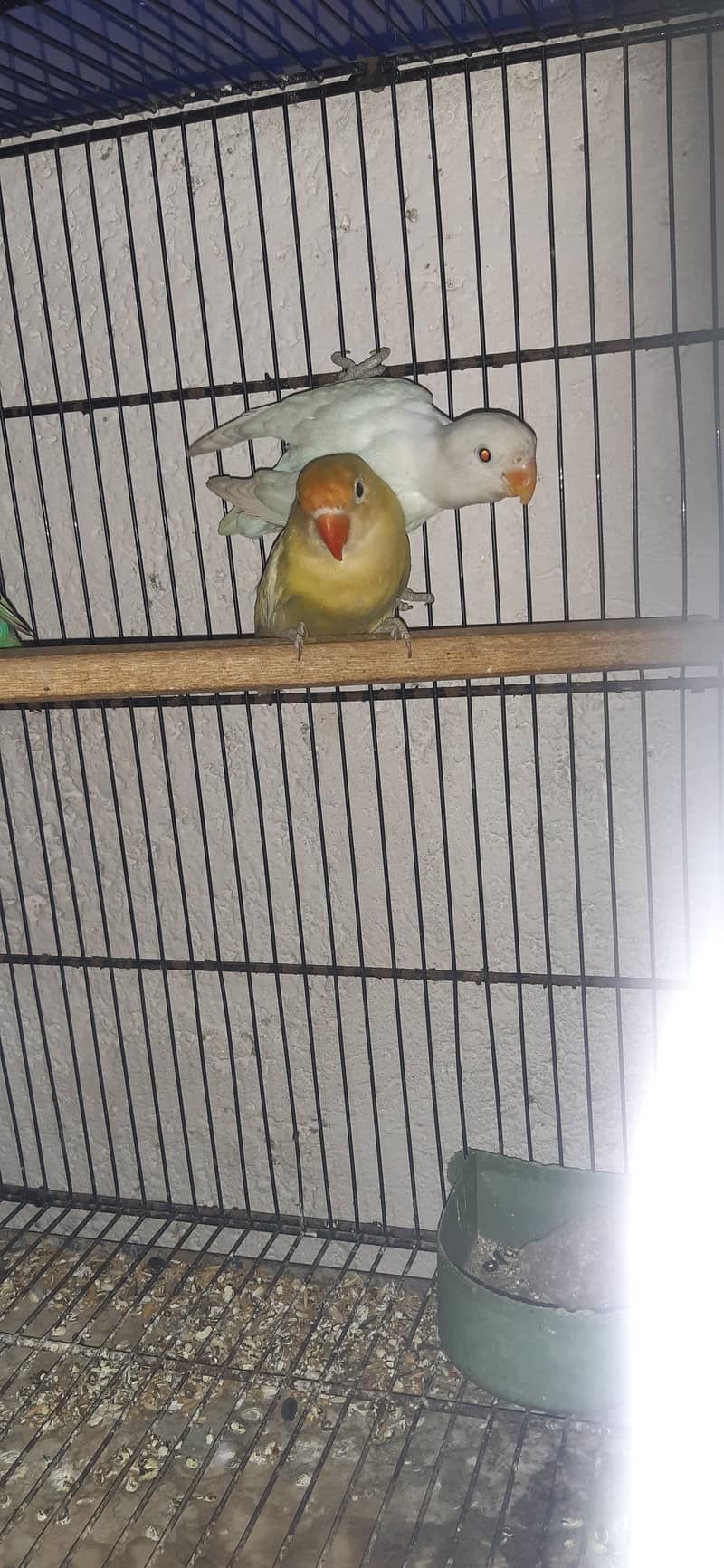 Lovebird 2