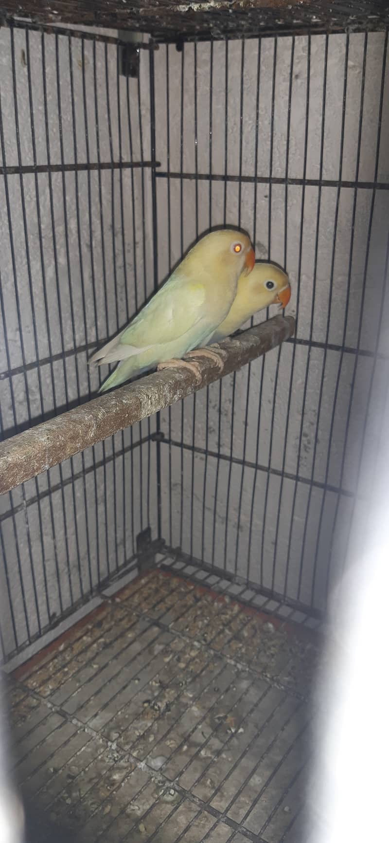 Lovebird 6