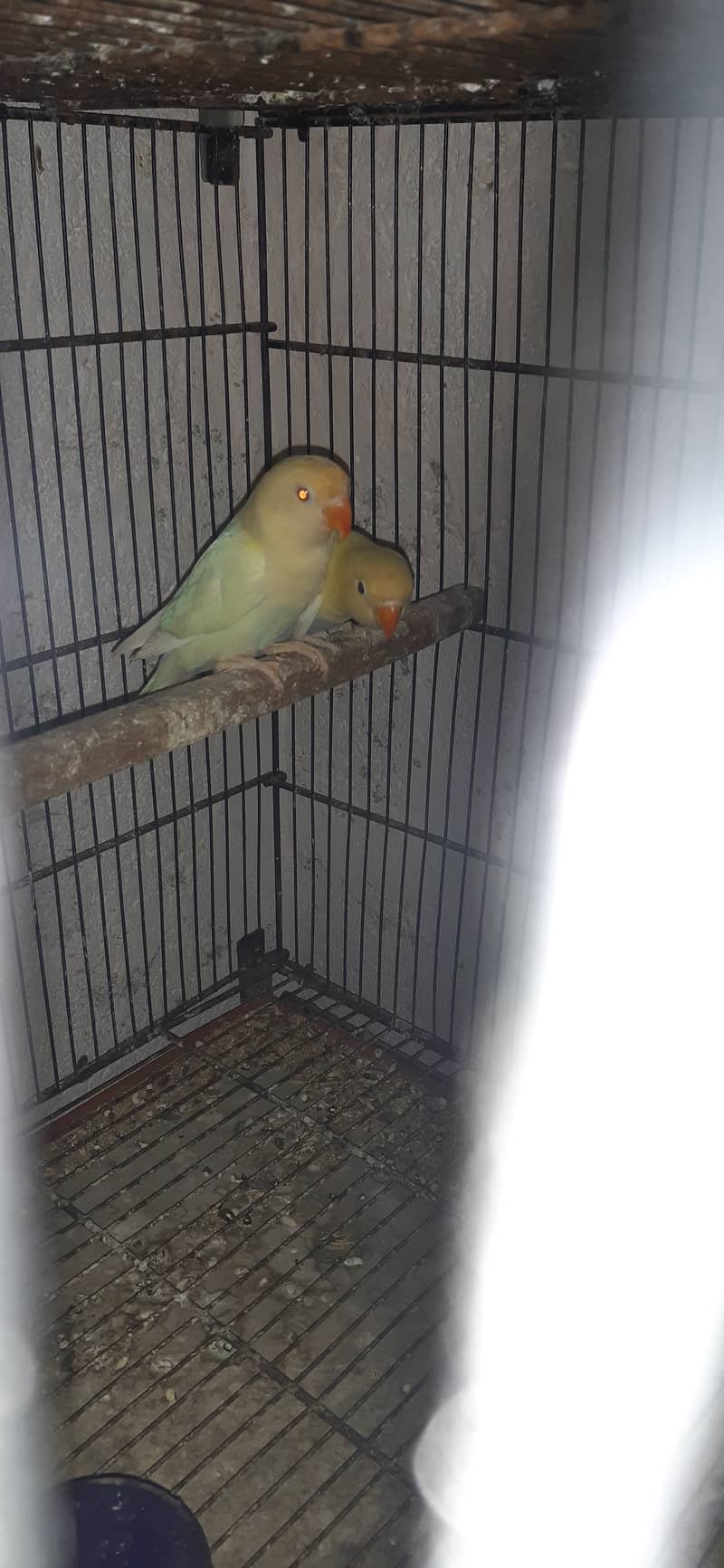 Lovebird 8