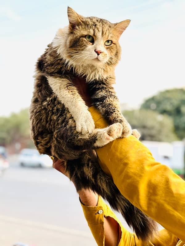 Persian cats | Punch Face cats | Triple Coated cats | Kittens and cats 7