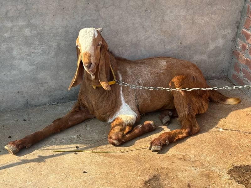 Desi Bakra Shock Wala kheer bacha 0