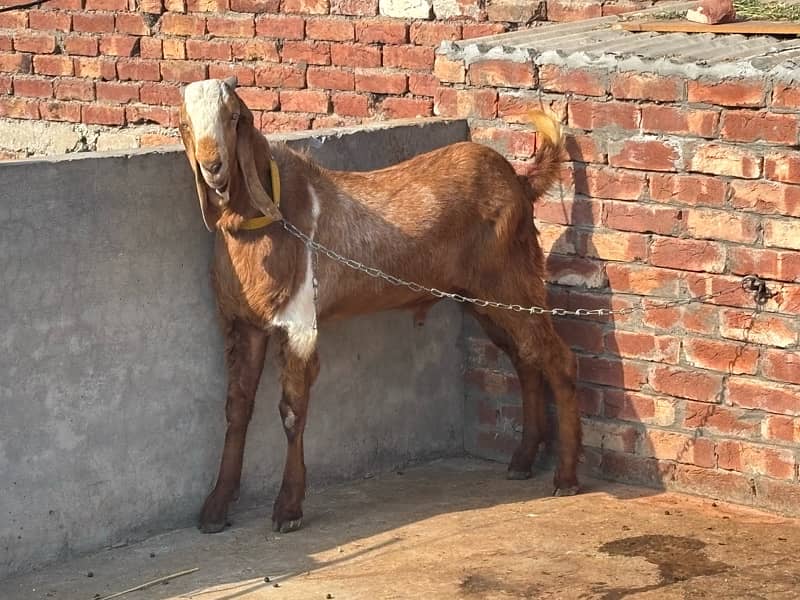 Desi Bakra Shock Wala kheer bacha 1