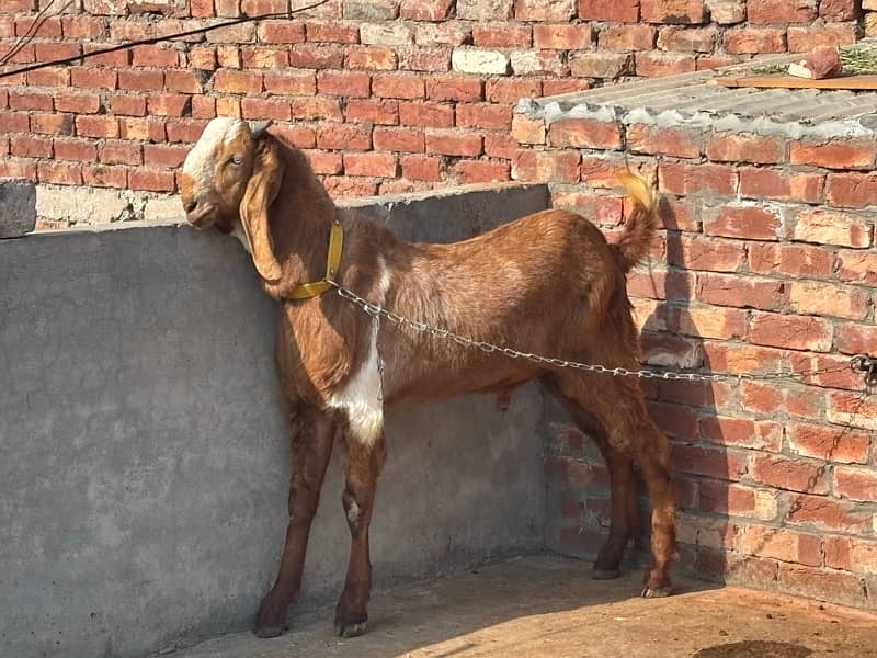 Desi Bakra Shock Wala kheer bacha 2