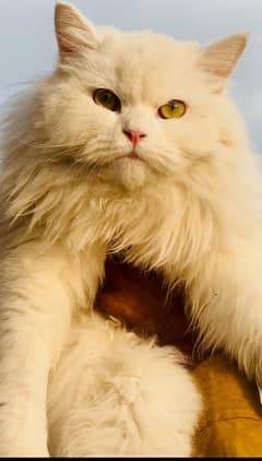 Persian cats | Punch Face cats | Triple Coated cats | Kittens and cats