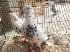 Urgent sell All pigeons|| Check Description||