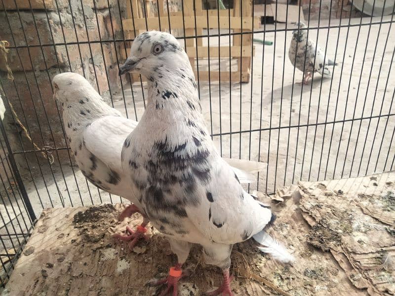 Urgent sell All pigeons|| Check Description|| 0