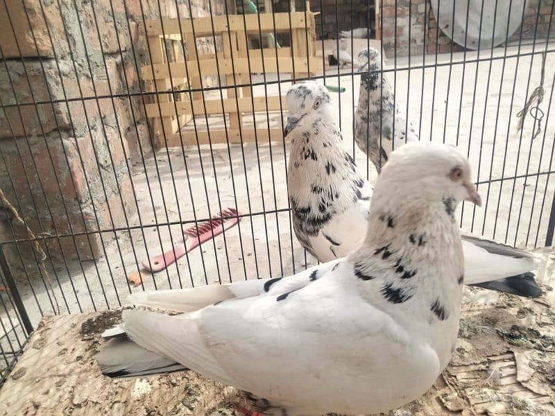 Urgent sell All pigeons|| Check Description|| 1