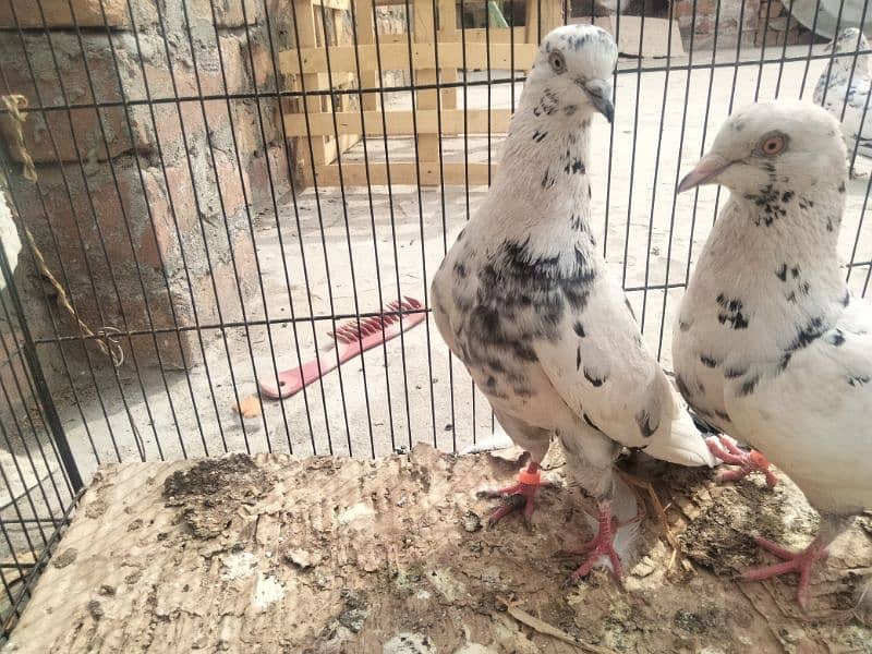 Urgent sell All pigeons|| Check Description|| 2