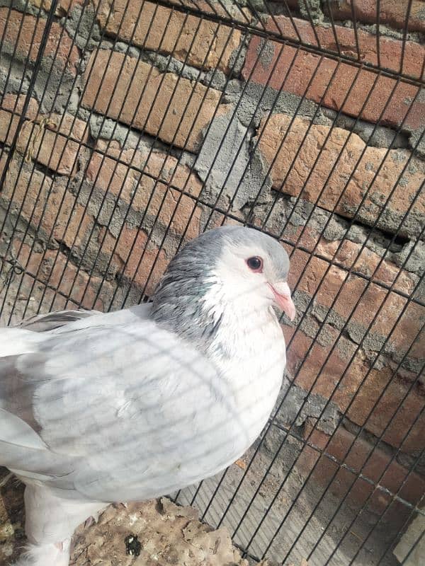 Urgent sell All pigeons|| Check Description|| 3