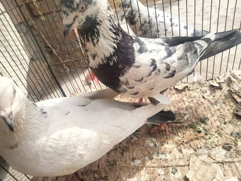 Urgent sell All pigeons|| Check Description|| 4