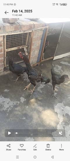 for sale aseel pair