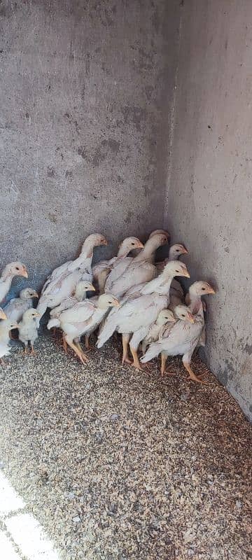 white o shamo aseel chicks active and healthy 0