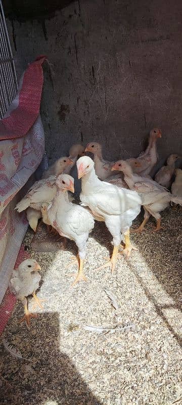 white o shamo aseel chicks active and healthy 1