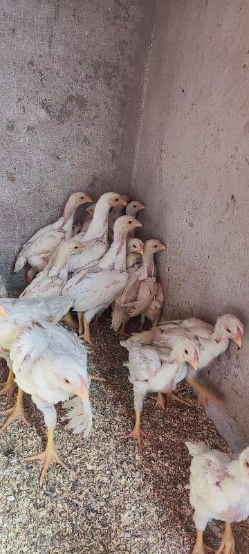 white o shamo aseel chicks active and healthy 2