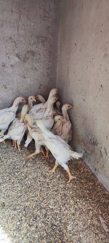 white o shamo aseel chicks active and healthy 3