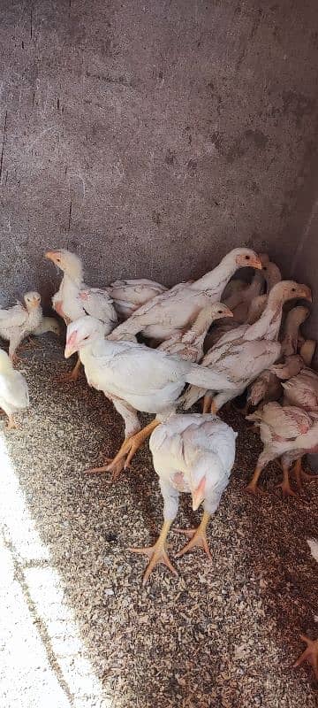 white o shamo aseel chicks active and healthy 4