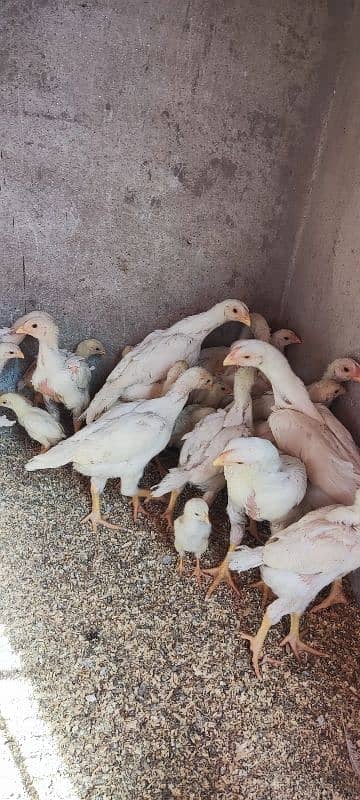 white o shamo aseel chicks active and healthy 5