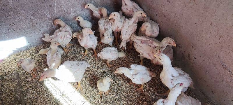 white o shamo aseel chicks active and healthy 6