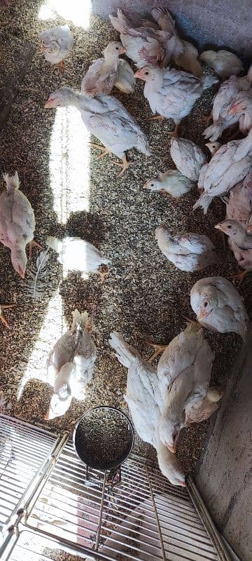 white o shamo aseel chicks active and healthy 7