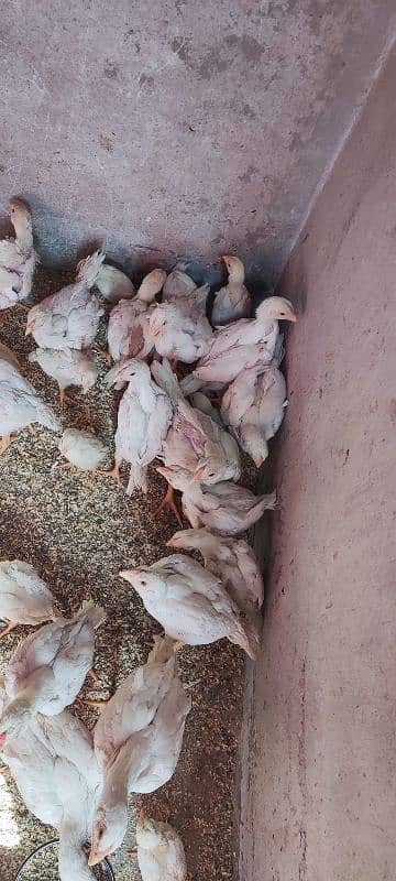 white o shamo aseel chicks active and healthy 9