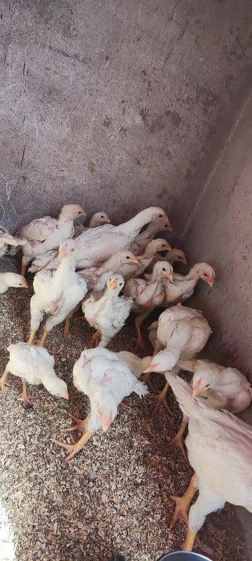 white o shamo aseel chicks active and healthy 10