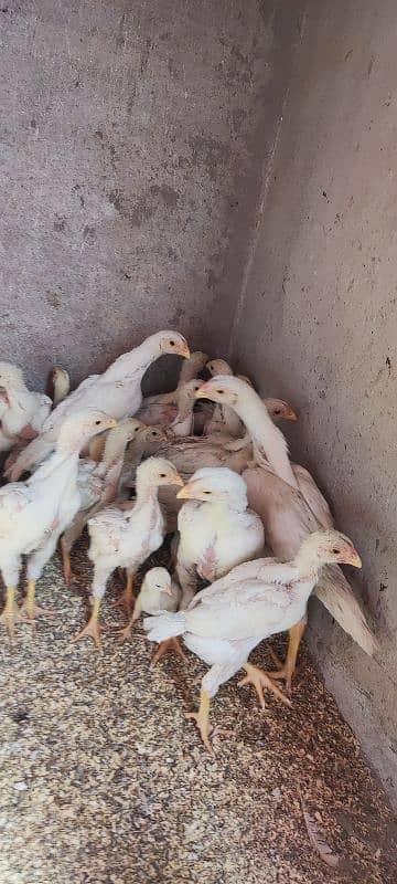 white o shamo aseel chicks active and healthy 11