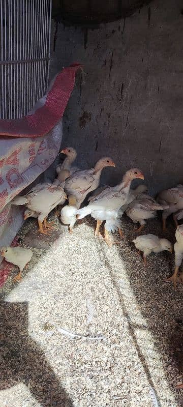 white o shamo aseel chicks active and healthy 12