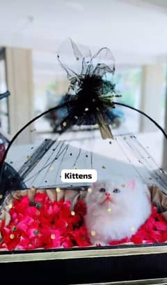 Persian kittens 03361777030