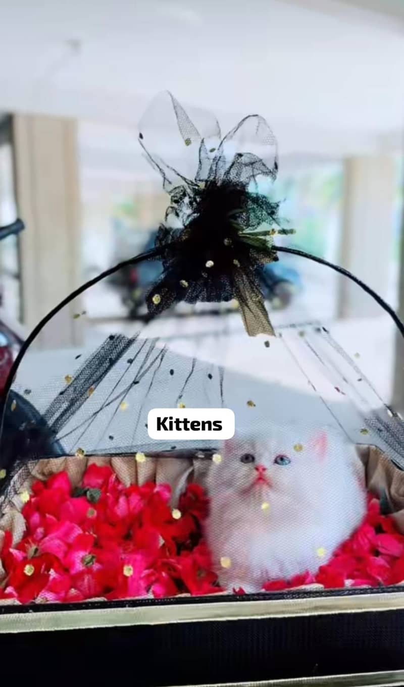 Persian kittens 03361777030 0