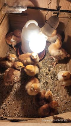 Rhode Island red heritage (RIR) chicks are available for sale