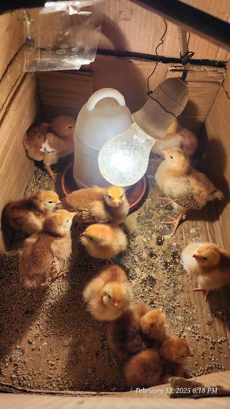 Rhode Island red heritage (RIR) chicks are available for sale 1