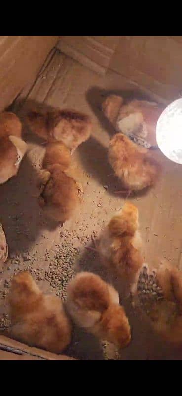 Rhode Island red heritage (RIR) chicks are available for sale 2