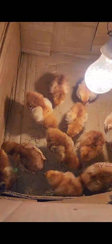 Rhode Island red heritage (RIR) chicks are available for sale 4