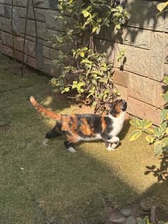 calico kitten