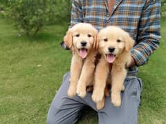 Golden Retriever Female puppy