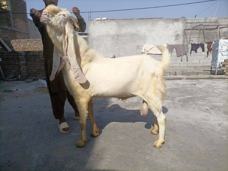 gulabi breeder 2