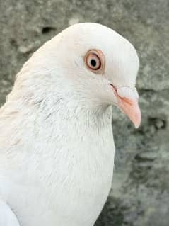 pigeon