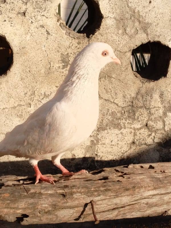 pigeon for chhatri wala kabutar WhatsApp number 03499051128 2