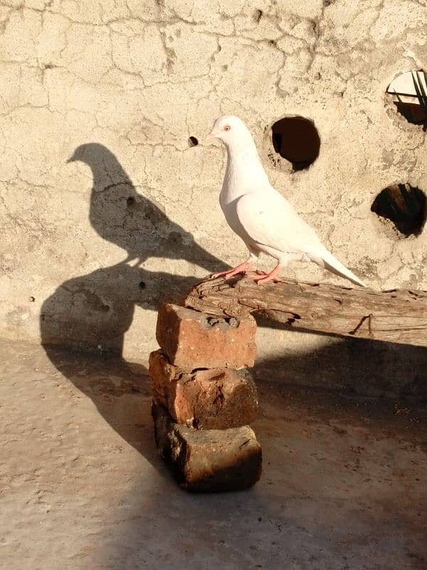 pigeon for chhatri wala kabutar WhatsApp number 03499051128 3