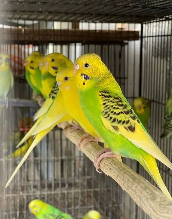 Australian parrot ka pair 1000 may milay ga final anday be day ti hai 1