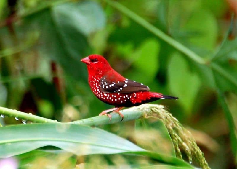 stawberry finch available 5 months babies pair 2000 0