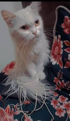 Persian cat for sale orange eyes