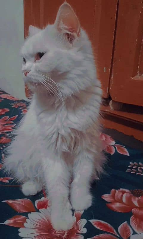 Persian cat for sale orange eyes 1