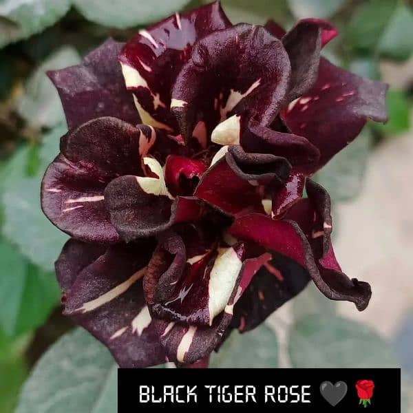 Black Rose 2