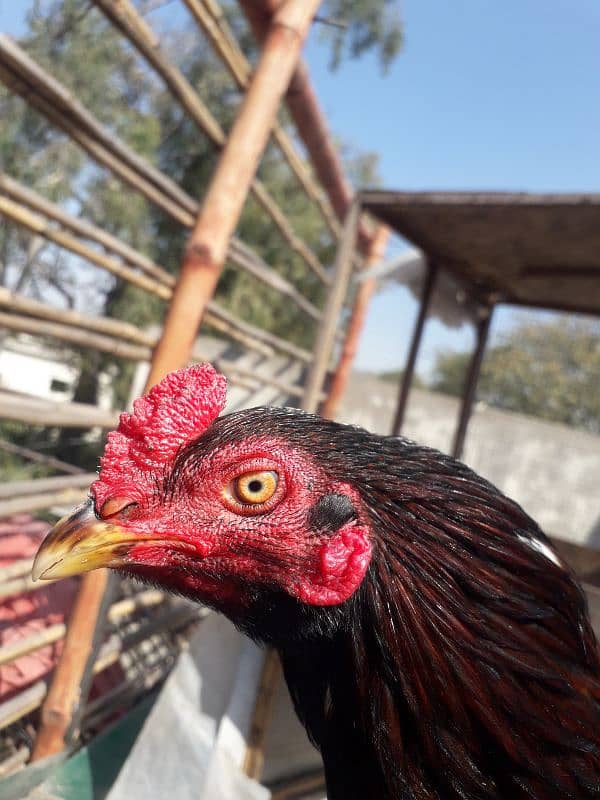 Aseel lasani male for sale 7